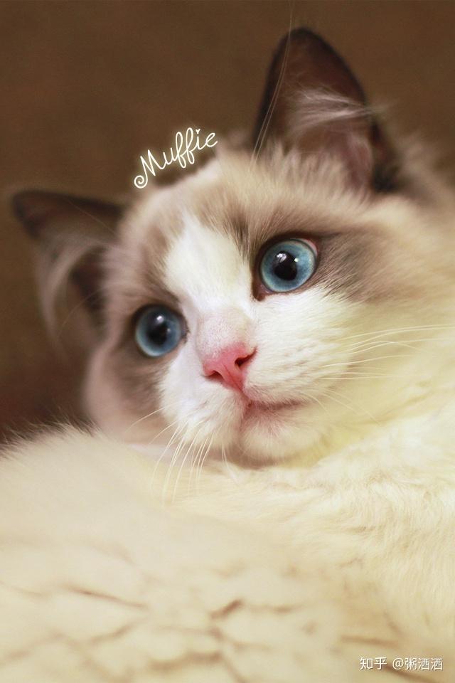 晒晒你见过的最好看的猫?