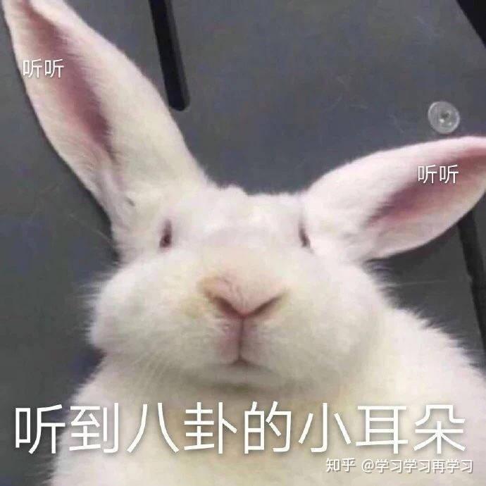 jisoo的宠物月熊是什么品种?