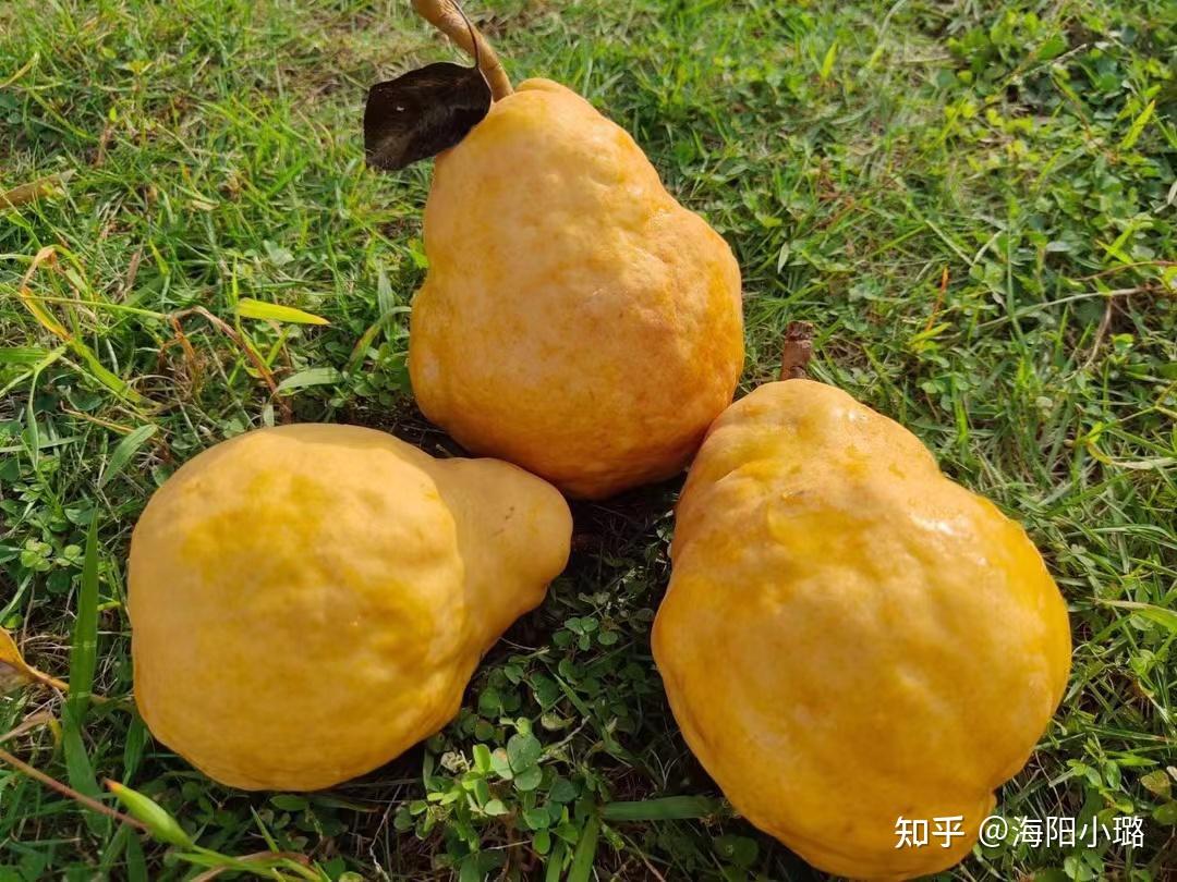 世界上竟然有这么丑丑丑的……梨！但是味道没得说 - 知乎