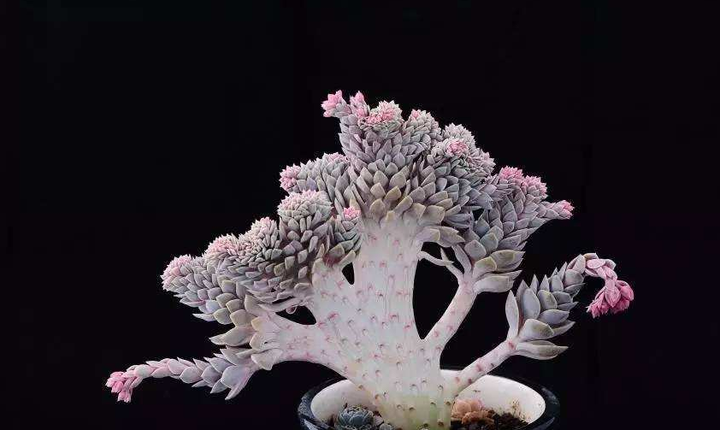 多肉植物的冠、锦、缀化、群生、老桩、多头等分别指什么? - 知乎