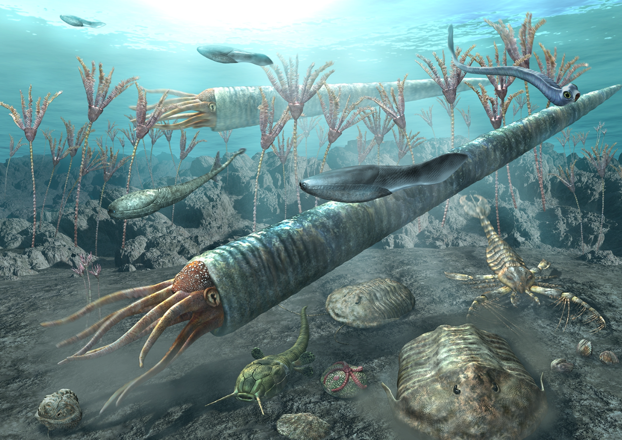 笔石动物活着的时候长啥样? - 知乎