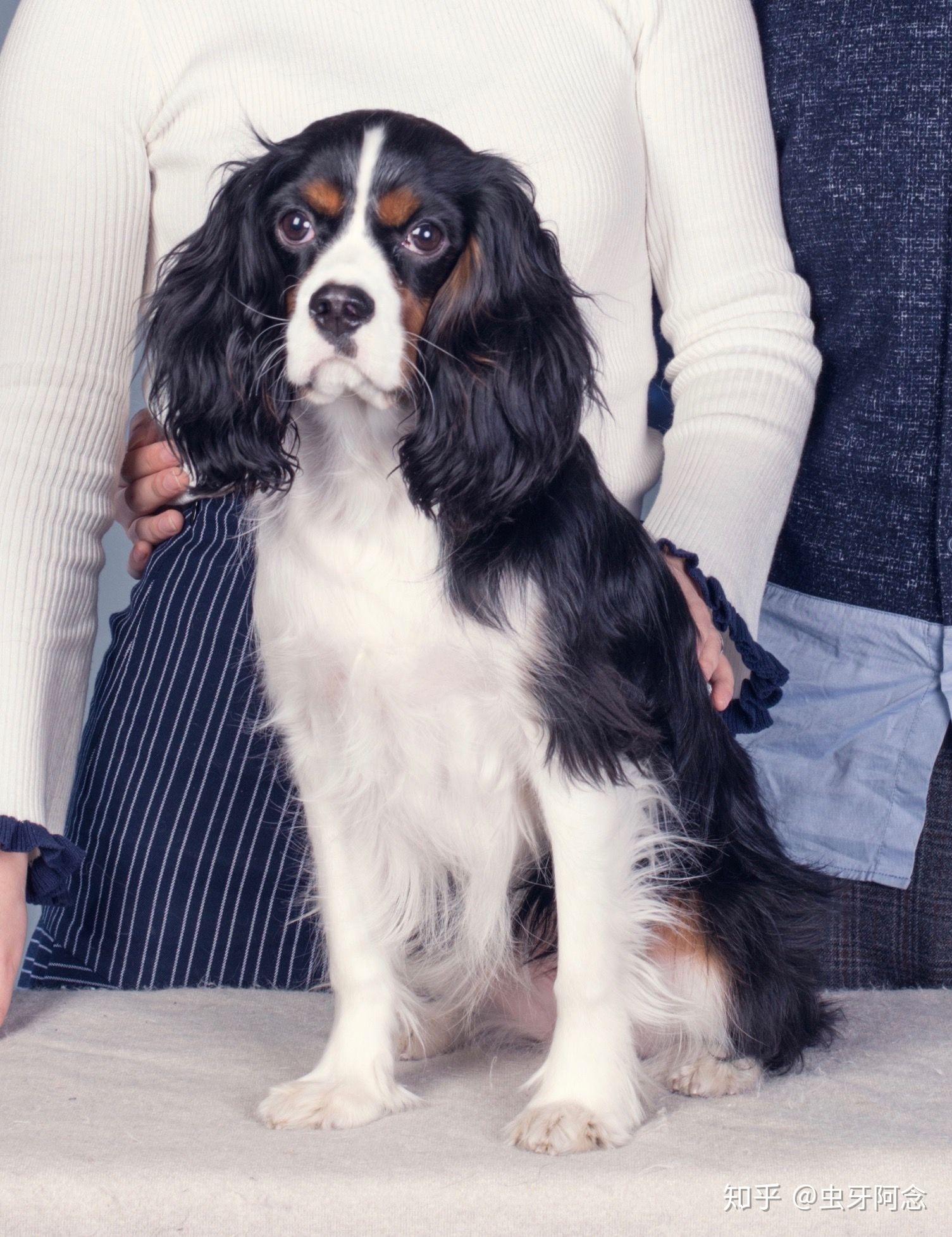 养骑士查理王小猎犬是什么体验