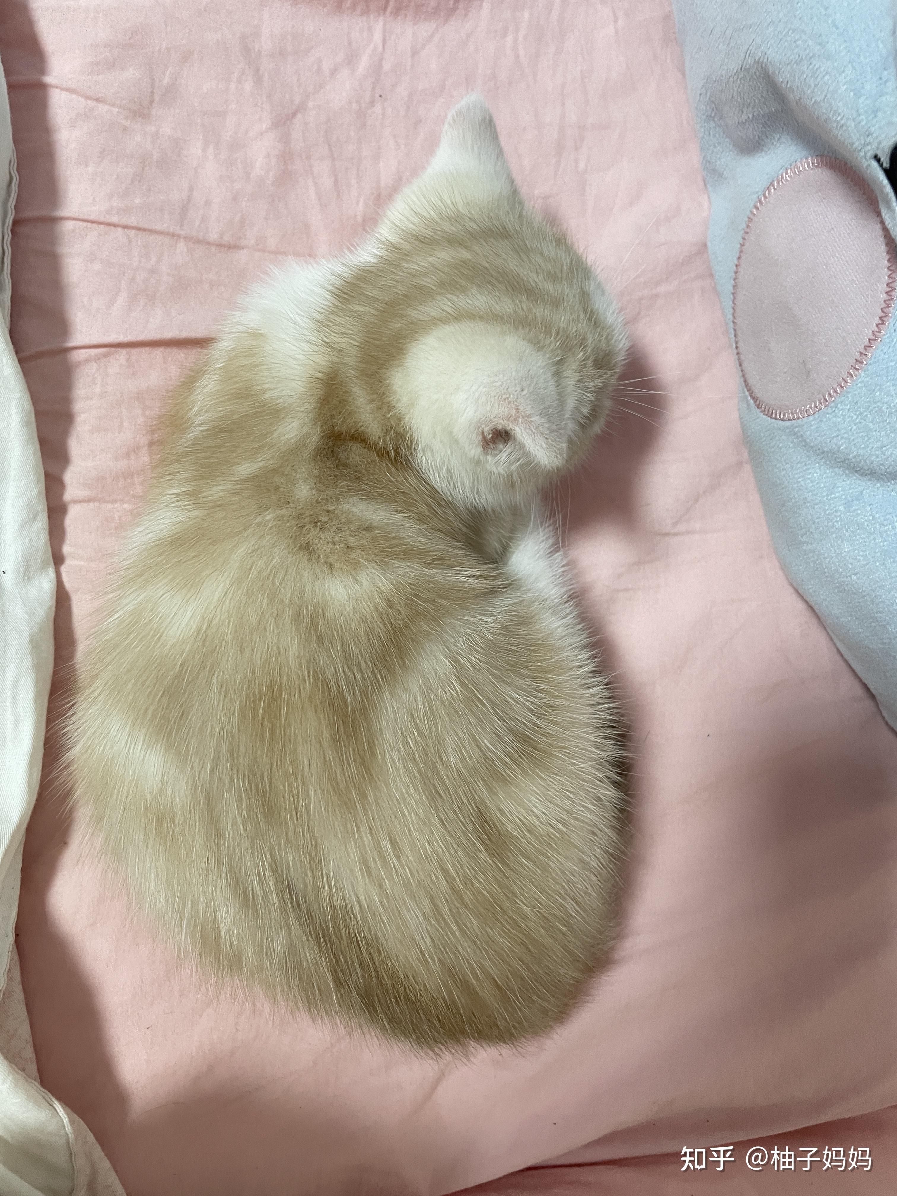 淡黄色美短是怎么回事? - 知乎