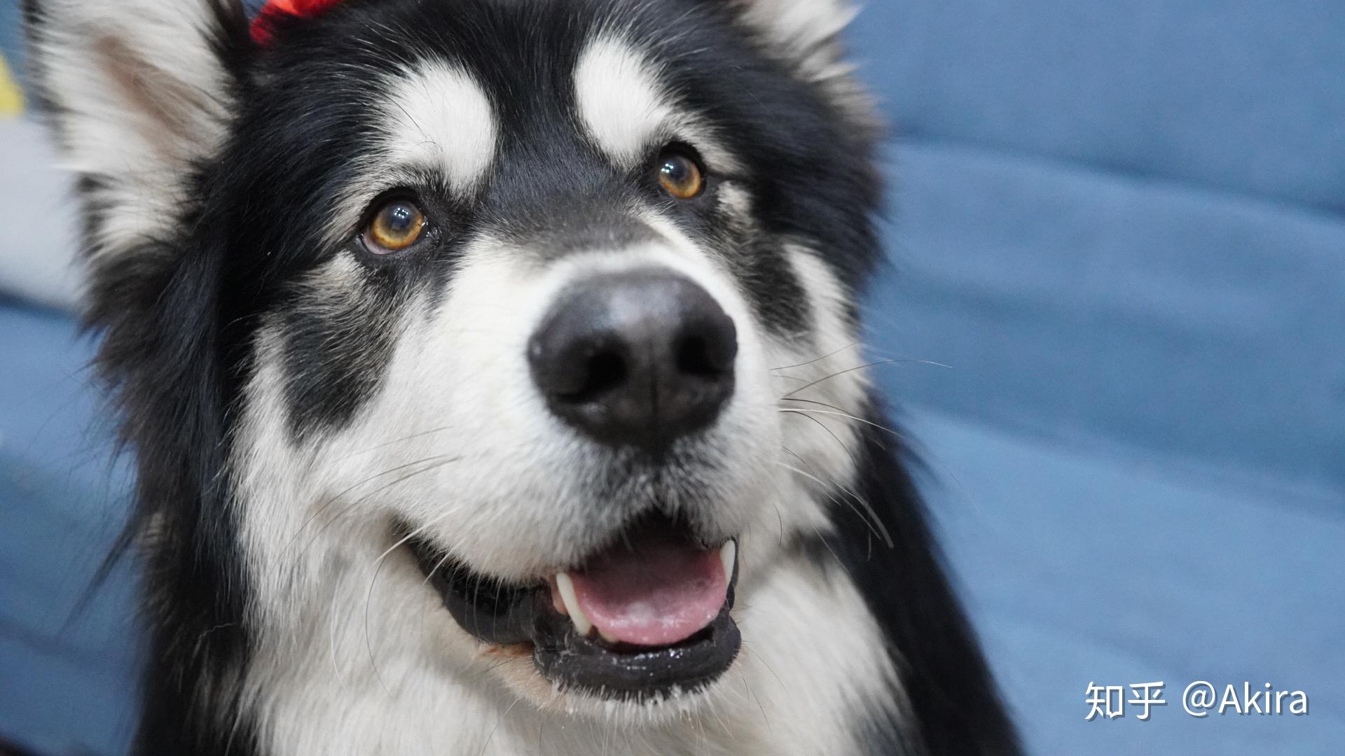 阿拉斯加怎么挑