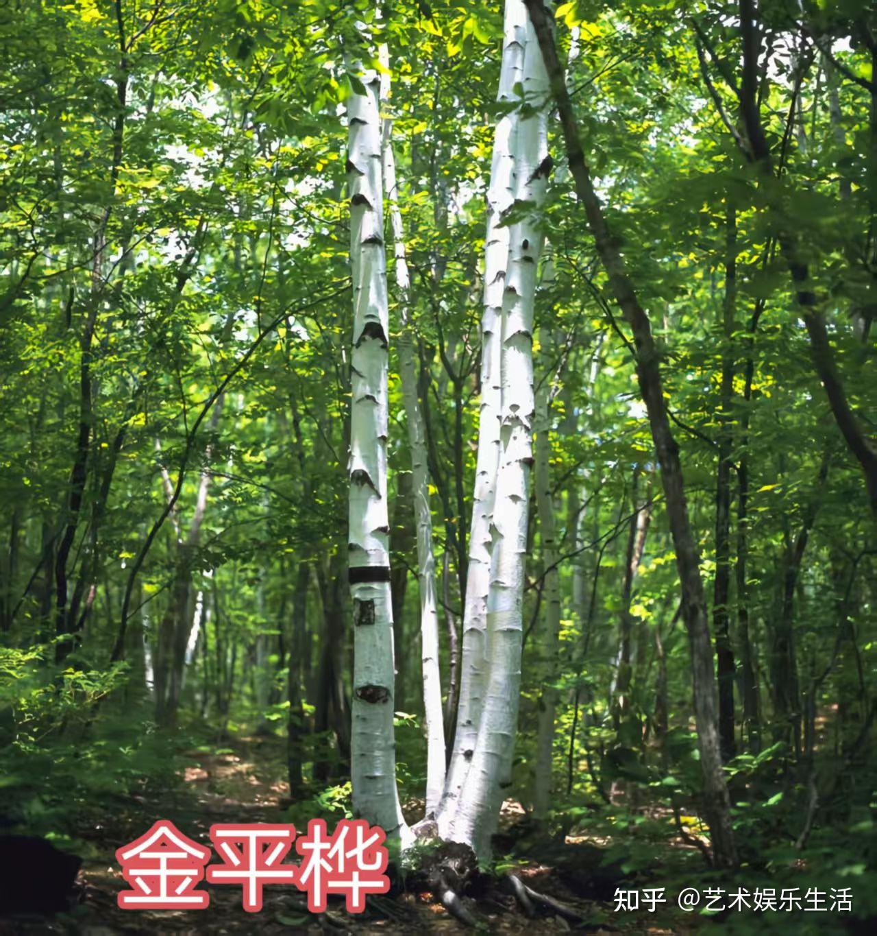 桦木科植物有哪些 - 知乎