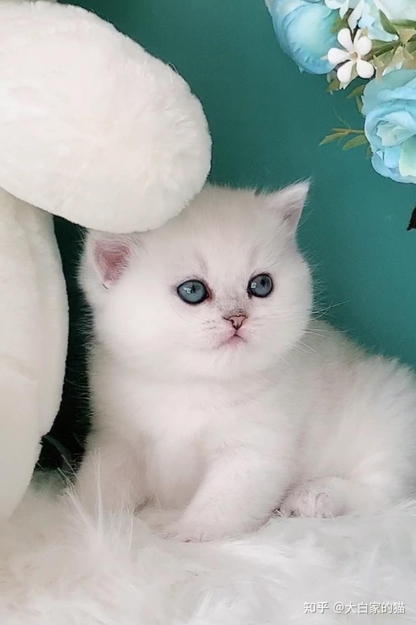 怎么知道自家的银渐层品相好不好值多少钱