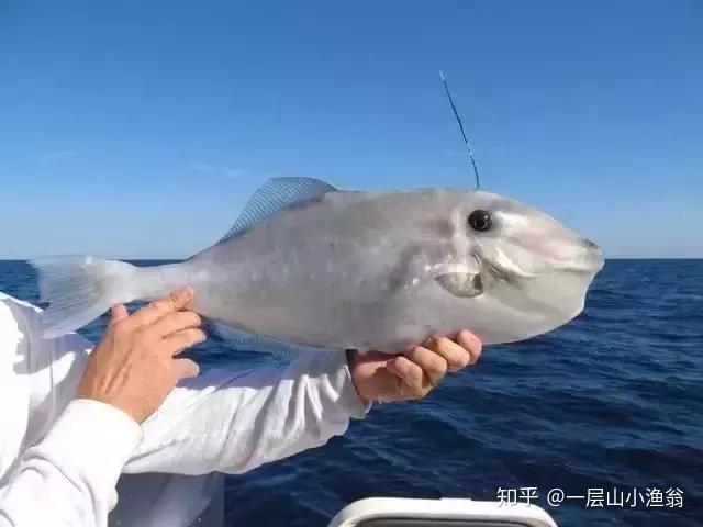 一层山生态：又丑又怪却鲜嫩无比的剥皮鱼 - 知乎