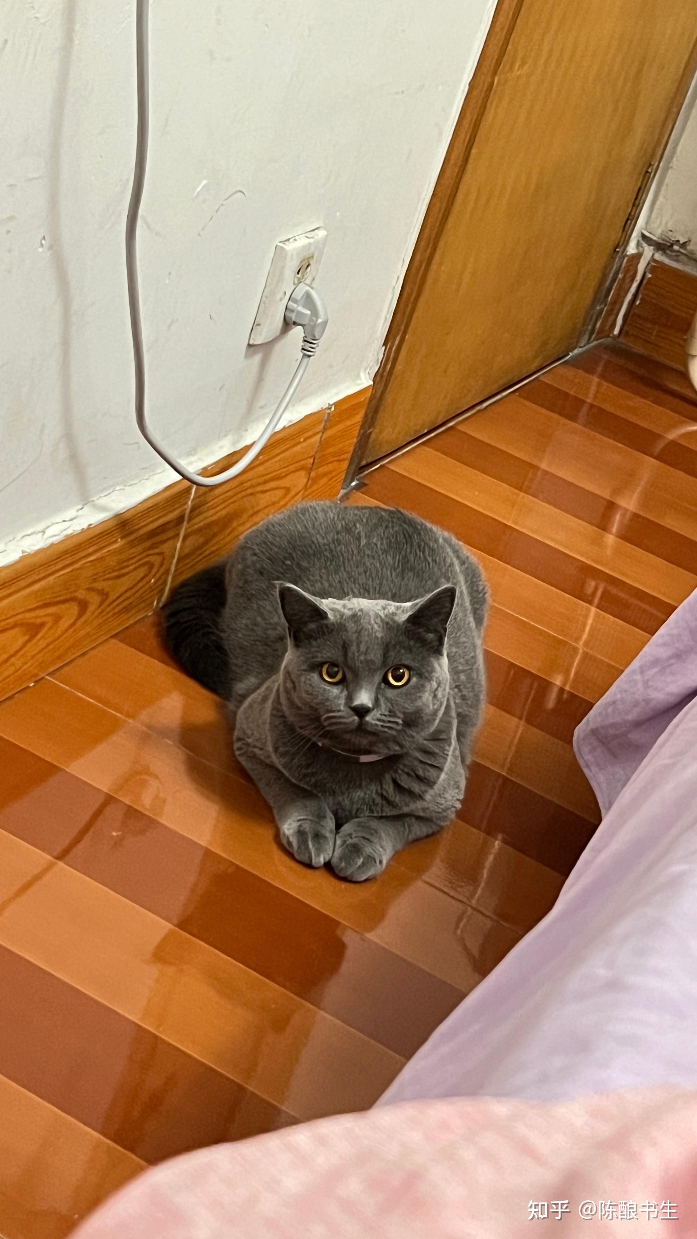 如何区分纯种蓝猫和蓝猫串