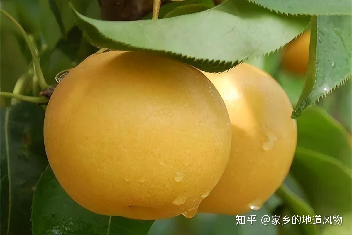 全国哪里的梨好吃?这些地方的梨都很有名 - 知乎