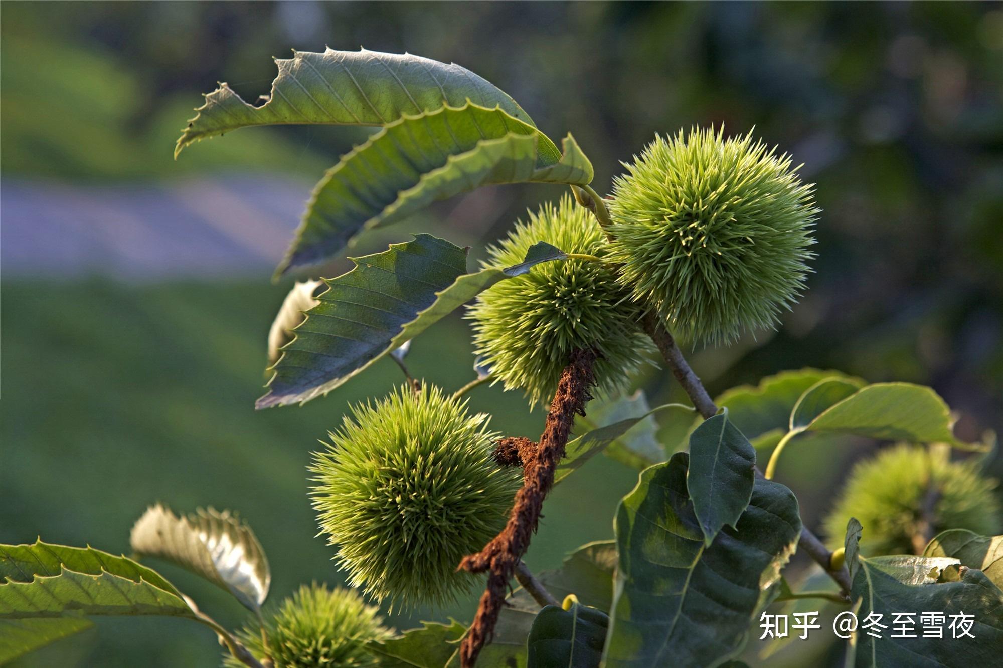 板栗做什么菜好吃? - 知乎