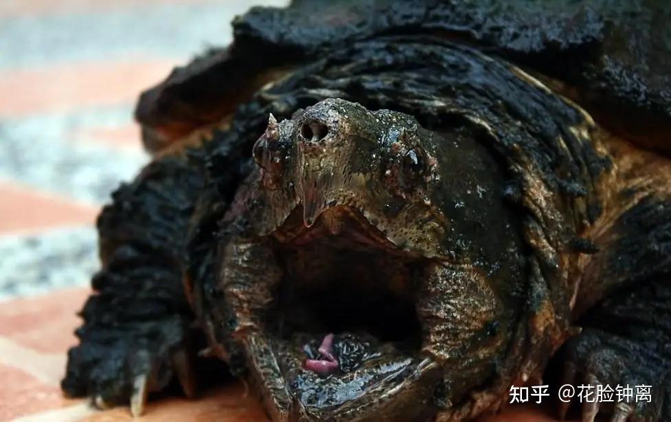 《山海经》里的玄龟,和龙的大儿子赑屃是一个神兽吗? - 知乎