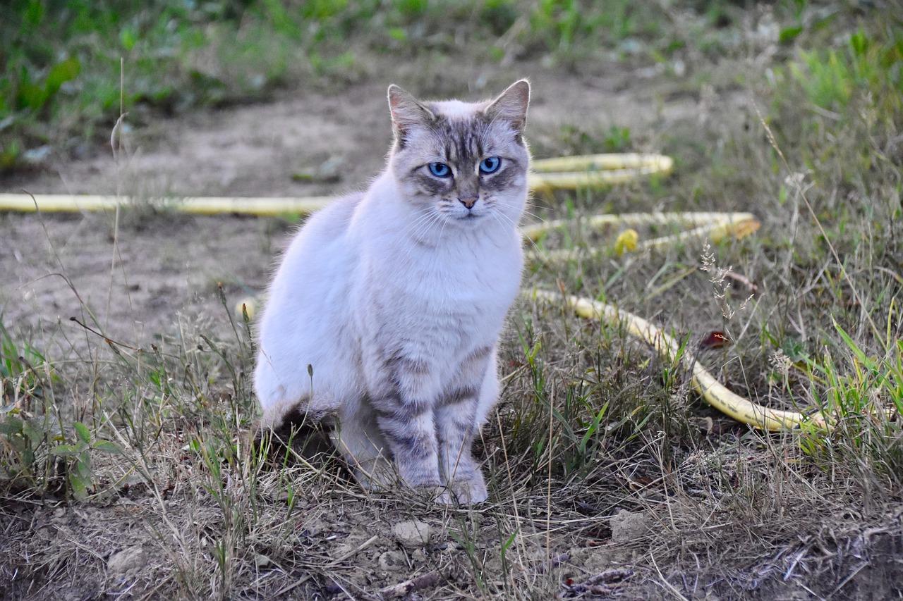 4. 办公室灭蟑攻略