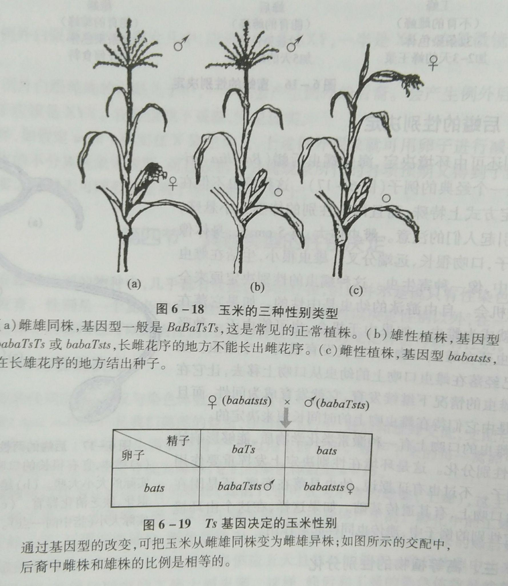 植物的种子分雌雄吗? - 知乎