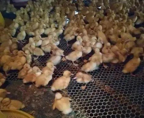 【强烈推荐】如何让每只鸡多赚5毛钱!做好这点,就够了!料比还低 - 知乎