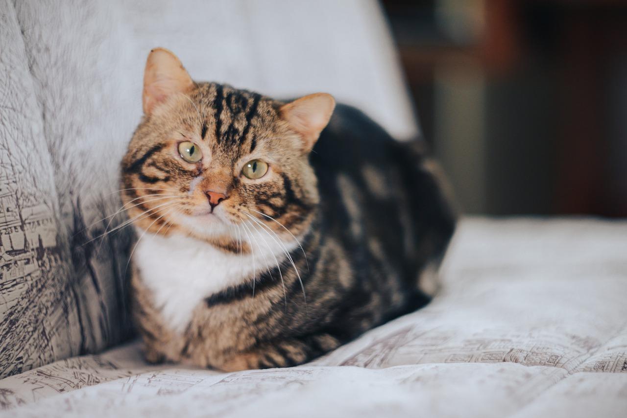 4. 纯种吉娃娃价位