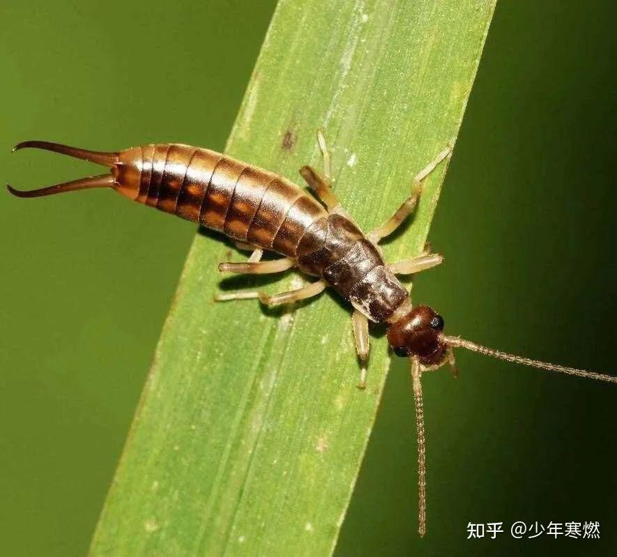 寒燃科普丨钻耳朵吃脑子?一文洗冤蠼螋的秘密和谣言! - 知乎