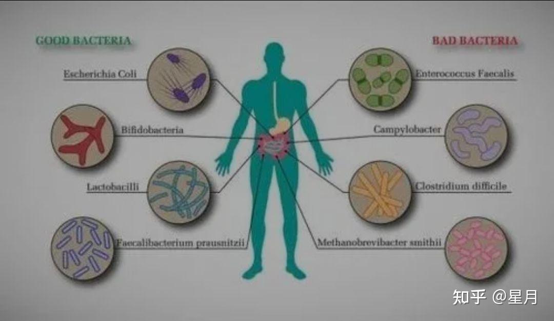 微生物与人类的关系如何