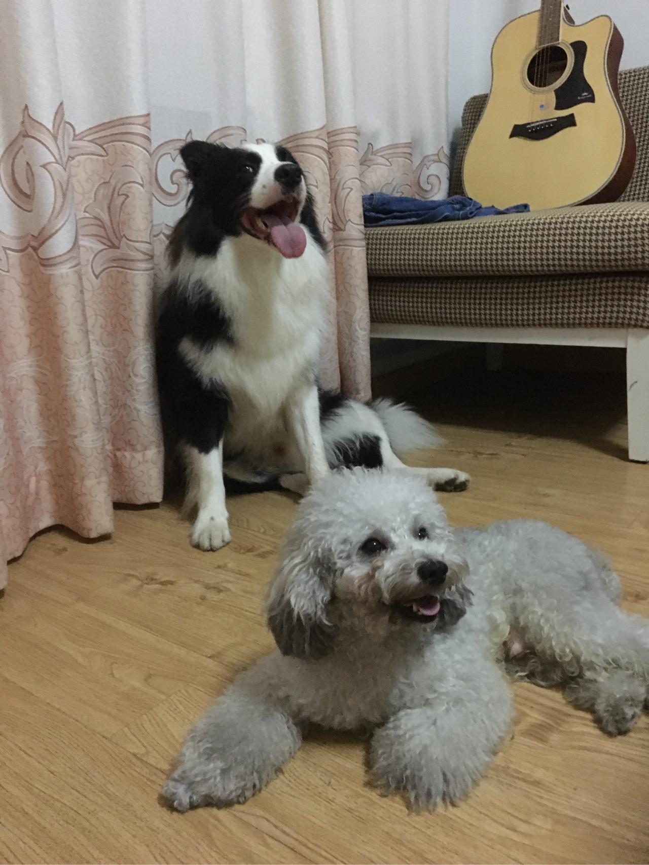 刚刚 别人送来一条四个月的柴犬 都是母狗 但是柴犬比泰迪体型大?