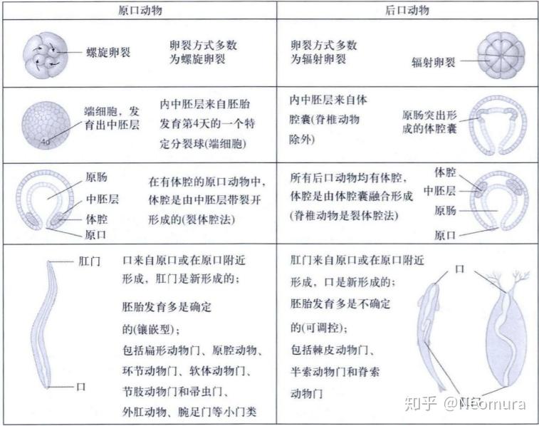 后口动物区别于原口动物是怎么发育的