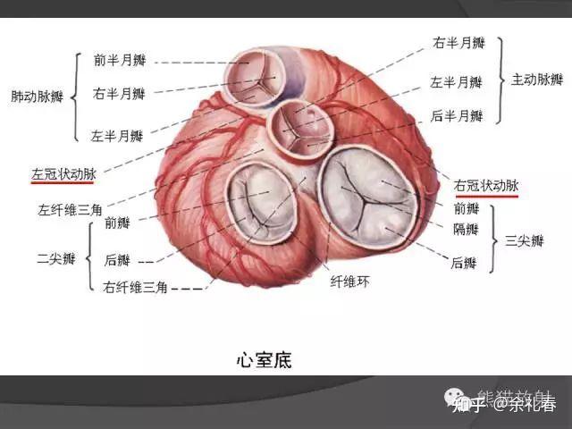 为什么左心是二尖瓣而右心却是三尖瓣呢