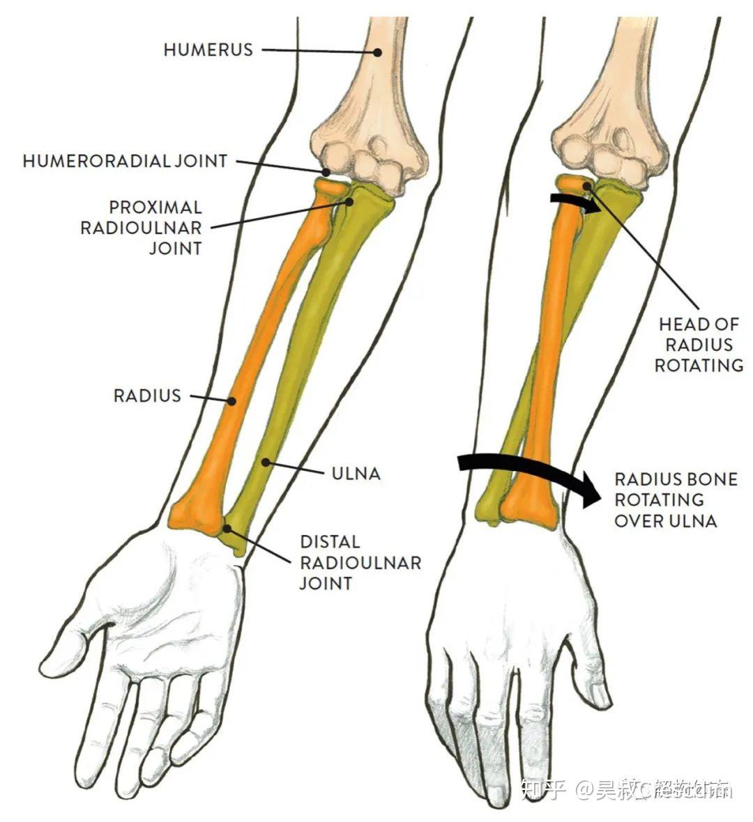 小臂单骨双骨图解图片