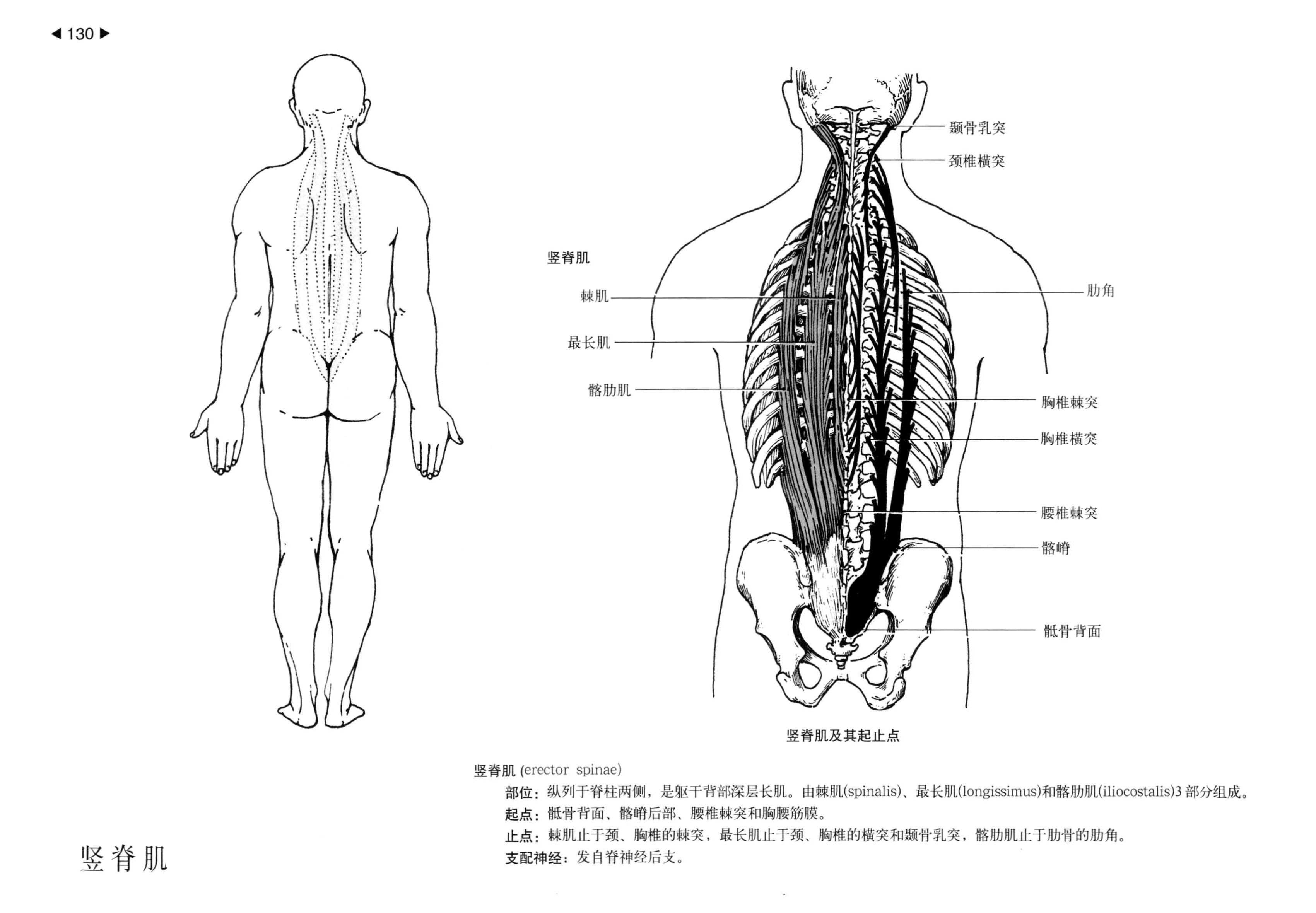 求背部深层肌肉图解
