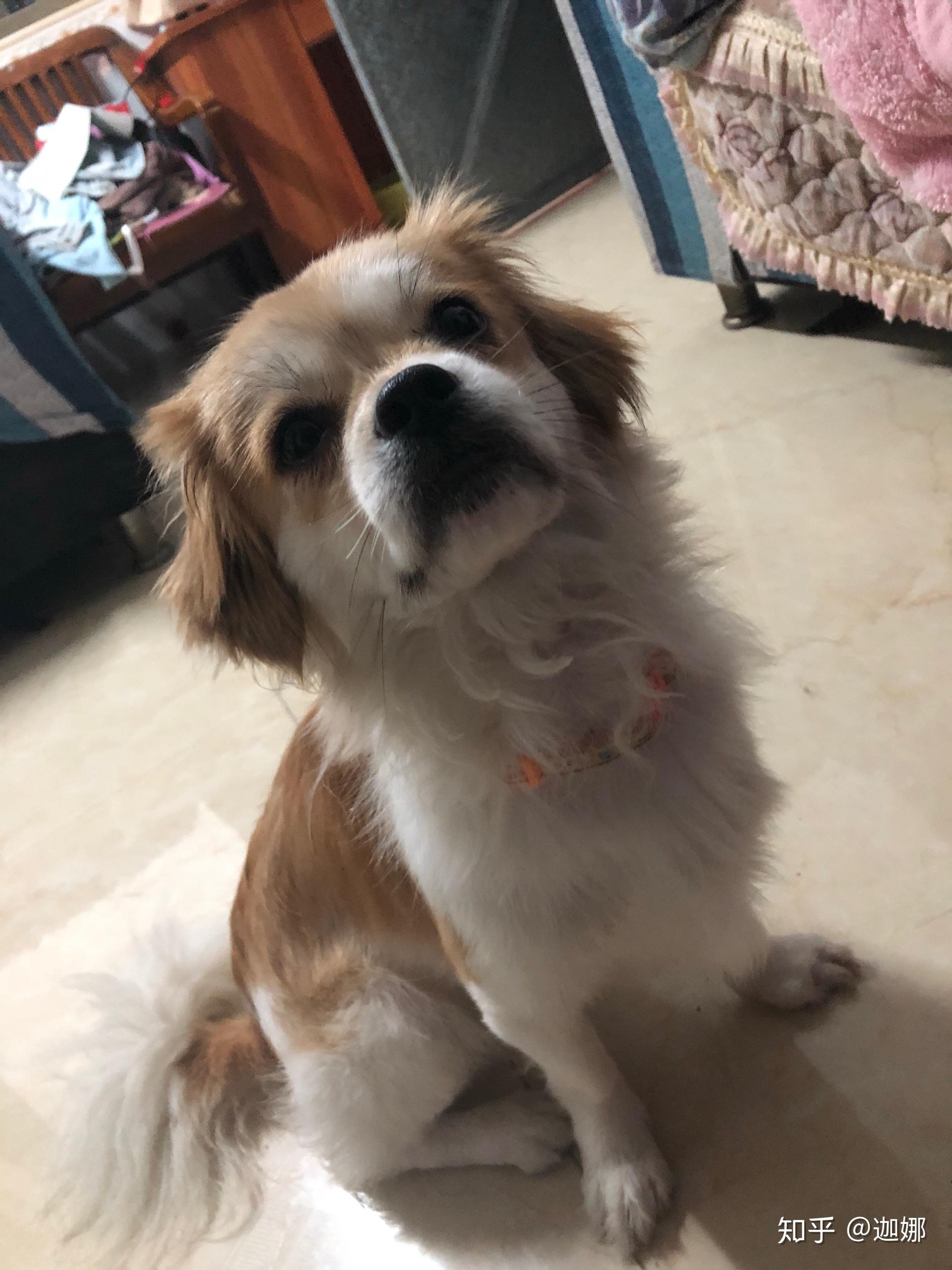 串串狗和纯种有什么区别? - 知乎