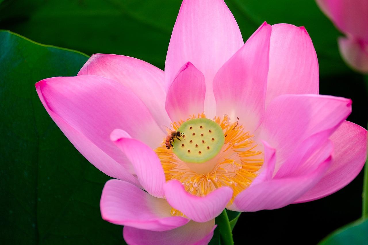 春天如何养荷花