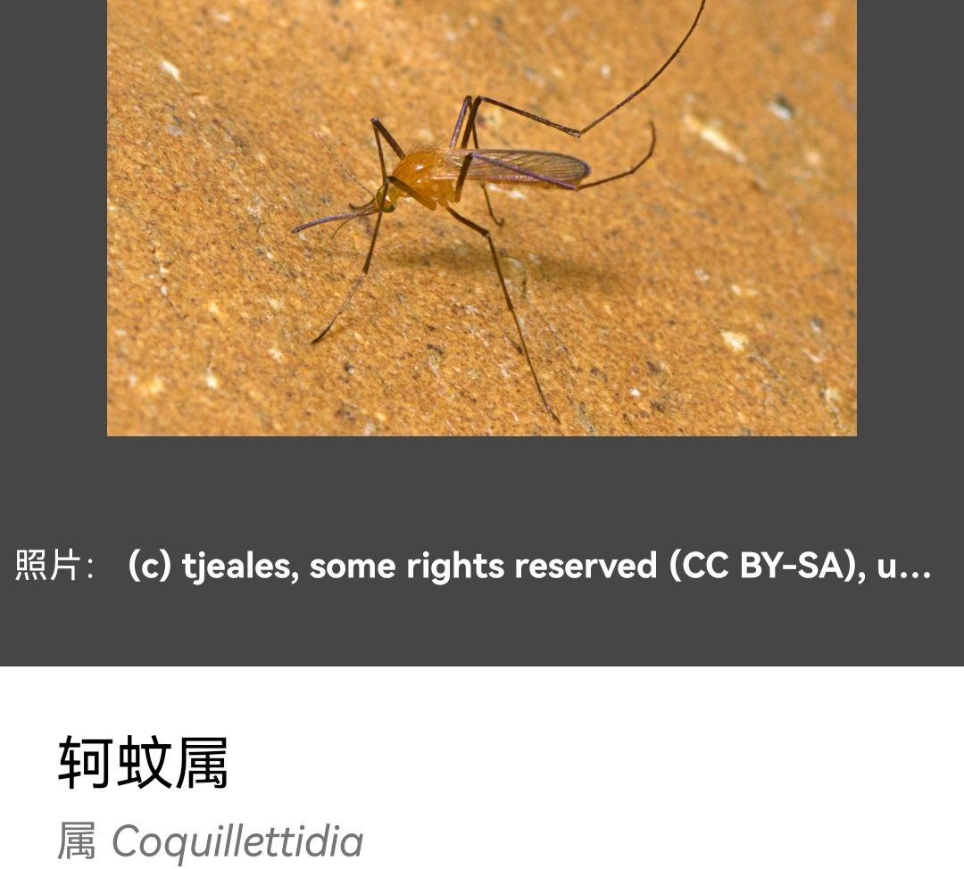 辽宁海关首次捕获 4 只金色蚊子:系黄色轲蚊,属中型黄色蚊虫,这一种类