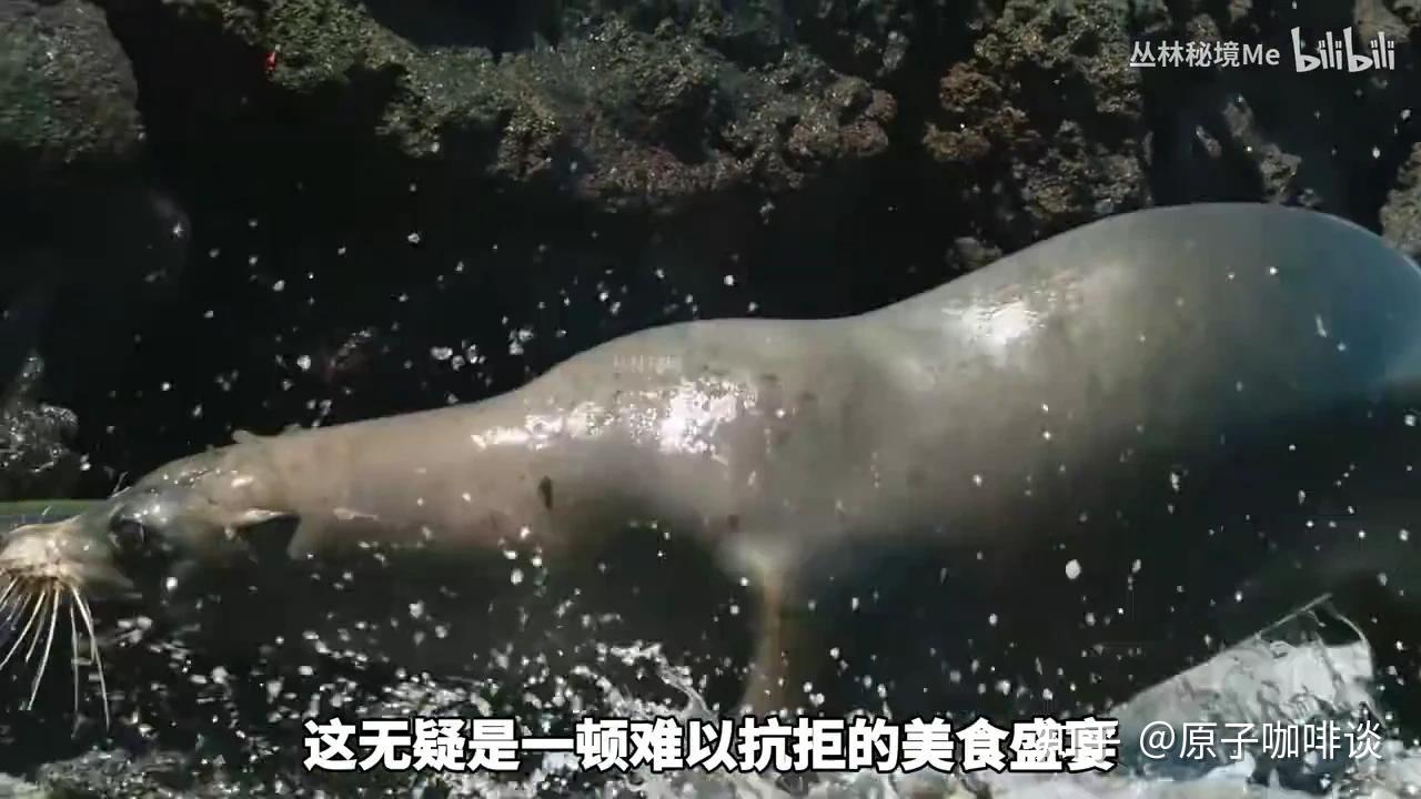 海狮的生活习性有什么特点? - 知乎