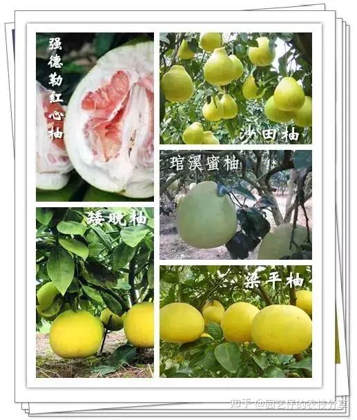 这31种柑橘你都见过吗?全认识的都是大佬 - 知乎