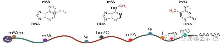 真核生物 RNA 转录生成后,是如何进行加工修饰的? - 知乎