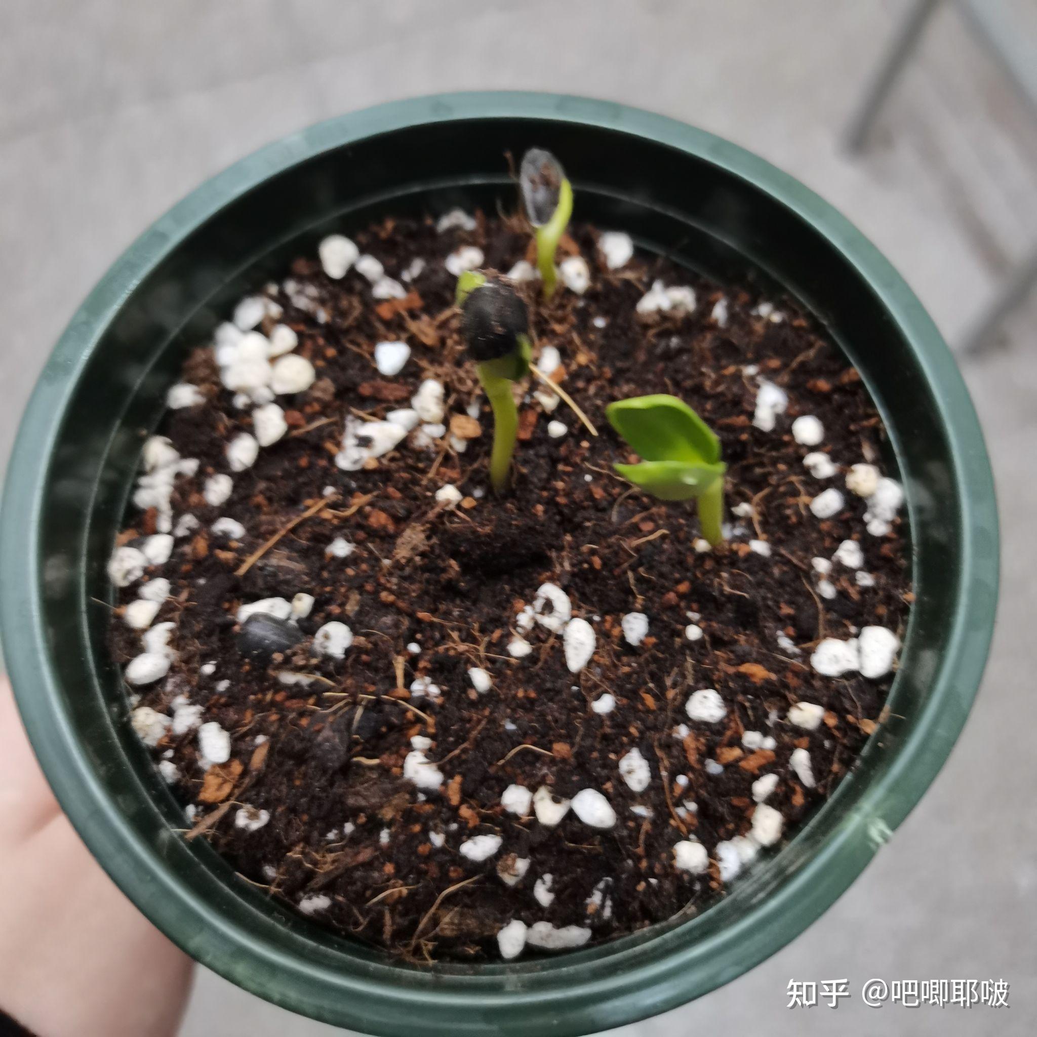 去年猿辅导系统班送的种子怎么种呀? - 知乎