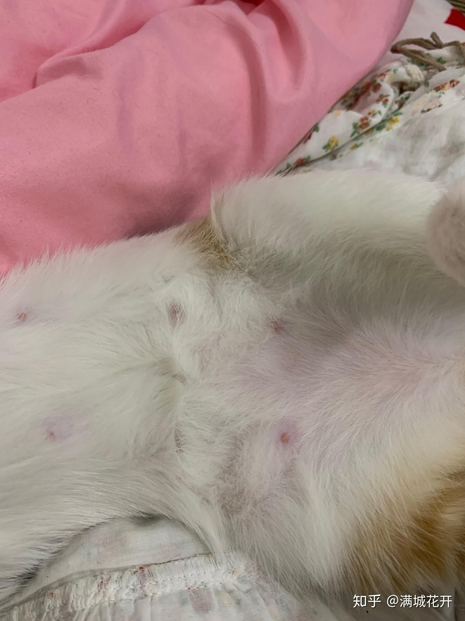 四个月大的小母猫乳头涨大怎么回事