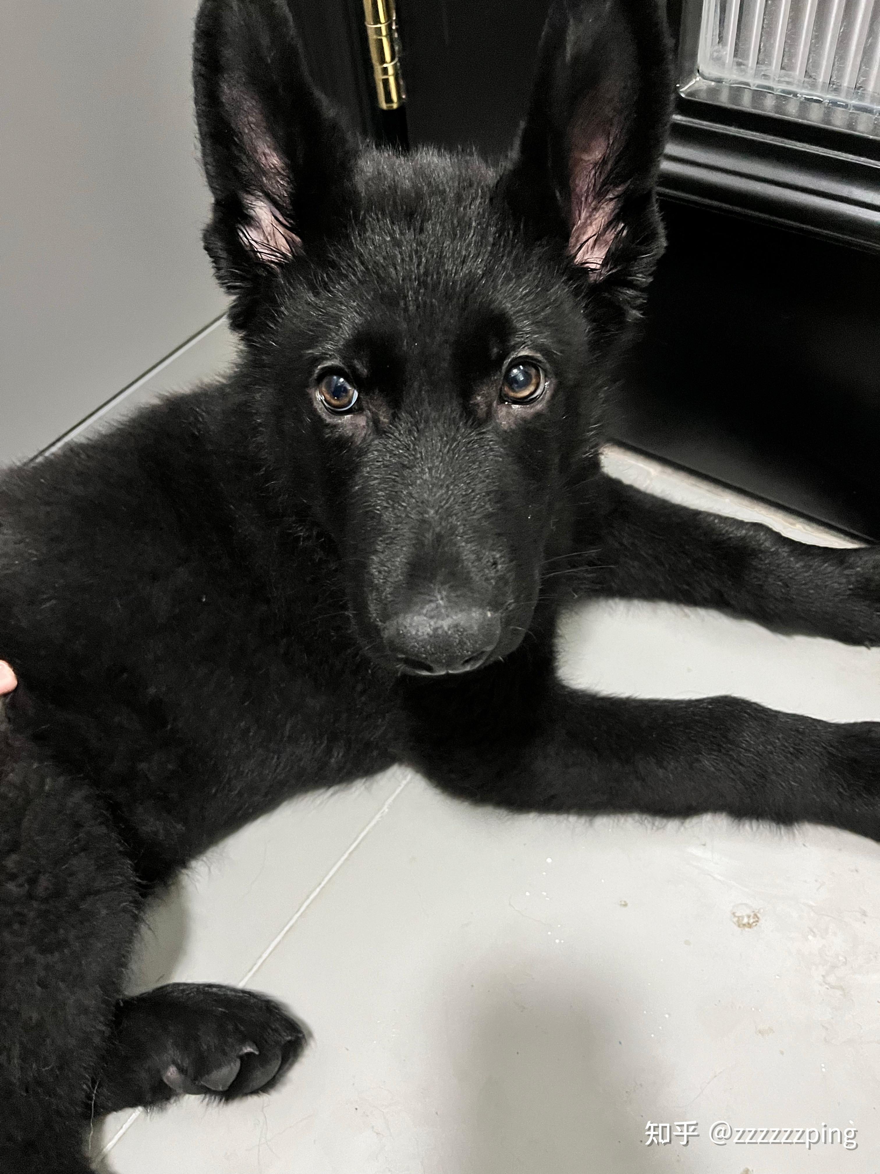 我们家的德牧四个月差5天体高60体长80比百度百科标准大了好几个层次