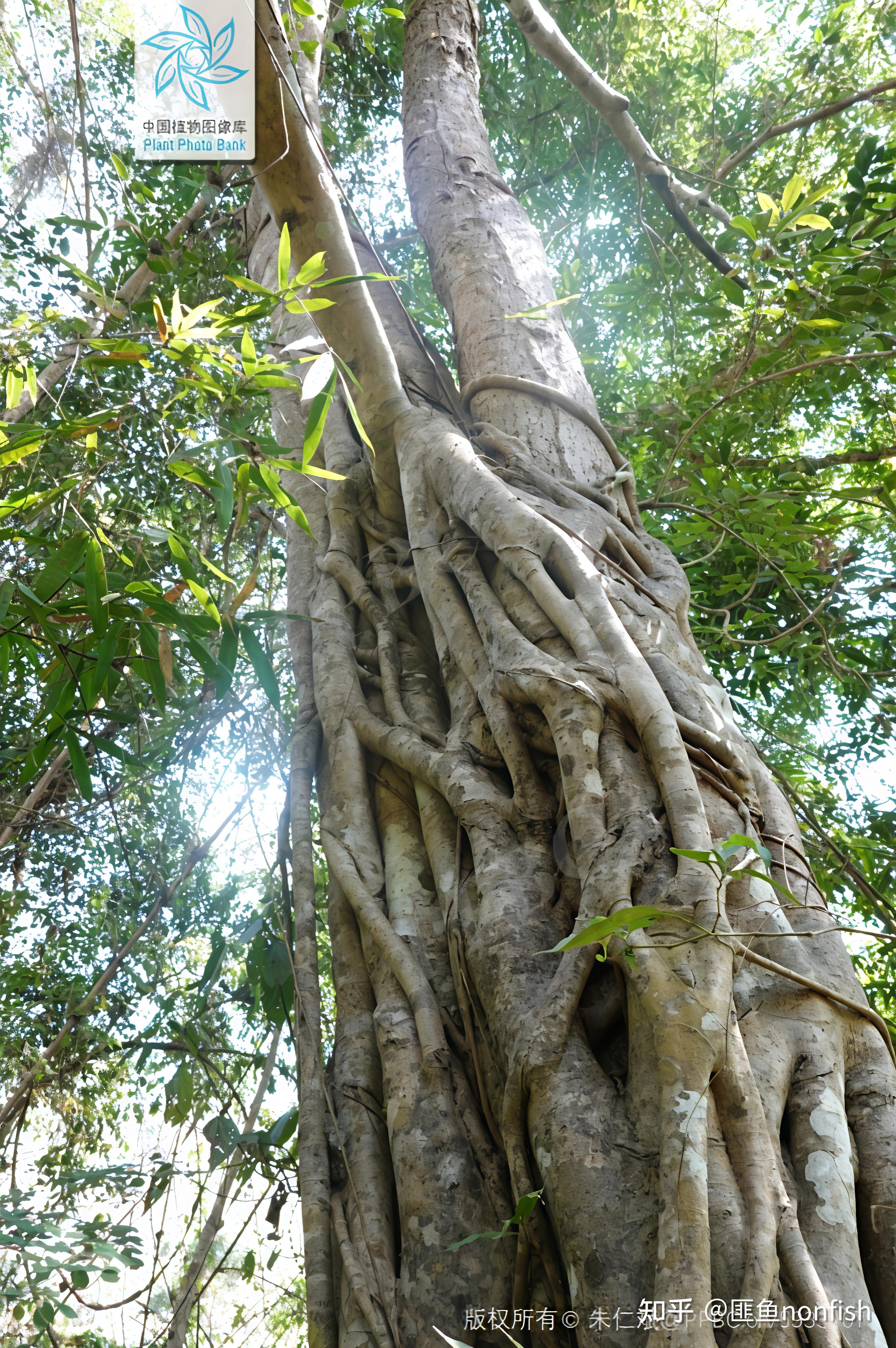 植物是否算一种运动极其缓慢的触手怪? - 知乎