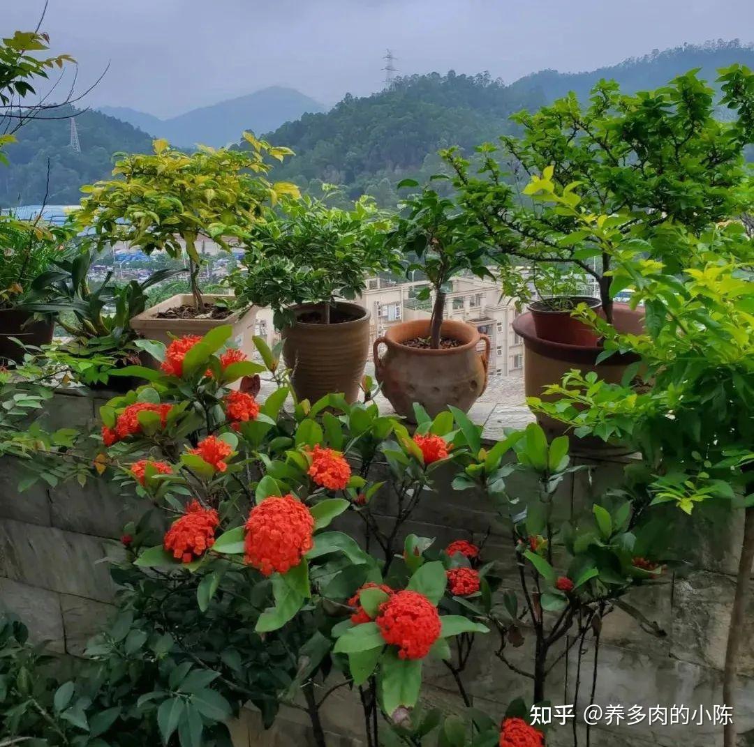 养花千万别有这6种心态,否则你啥花也养不好! - 知乎