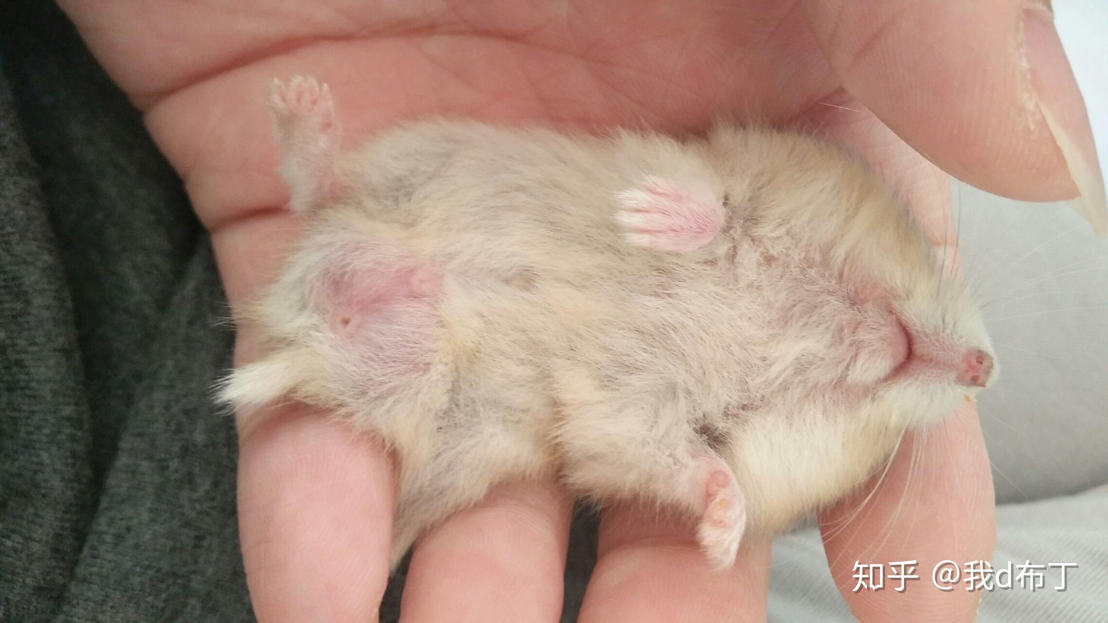 请问这是布丁仓鼠吗? - 知乎