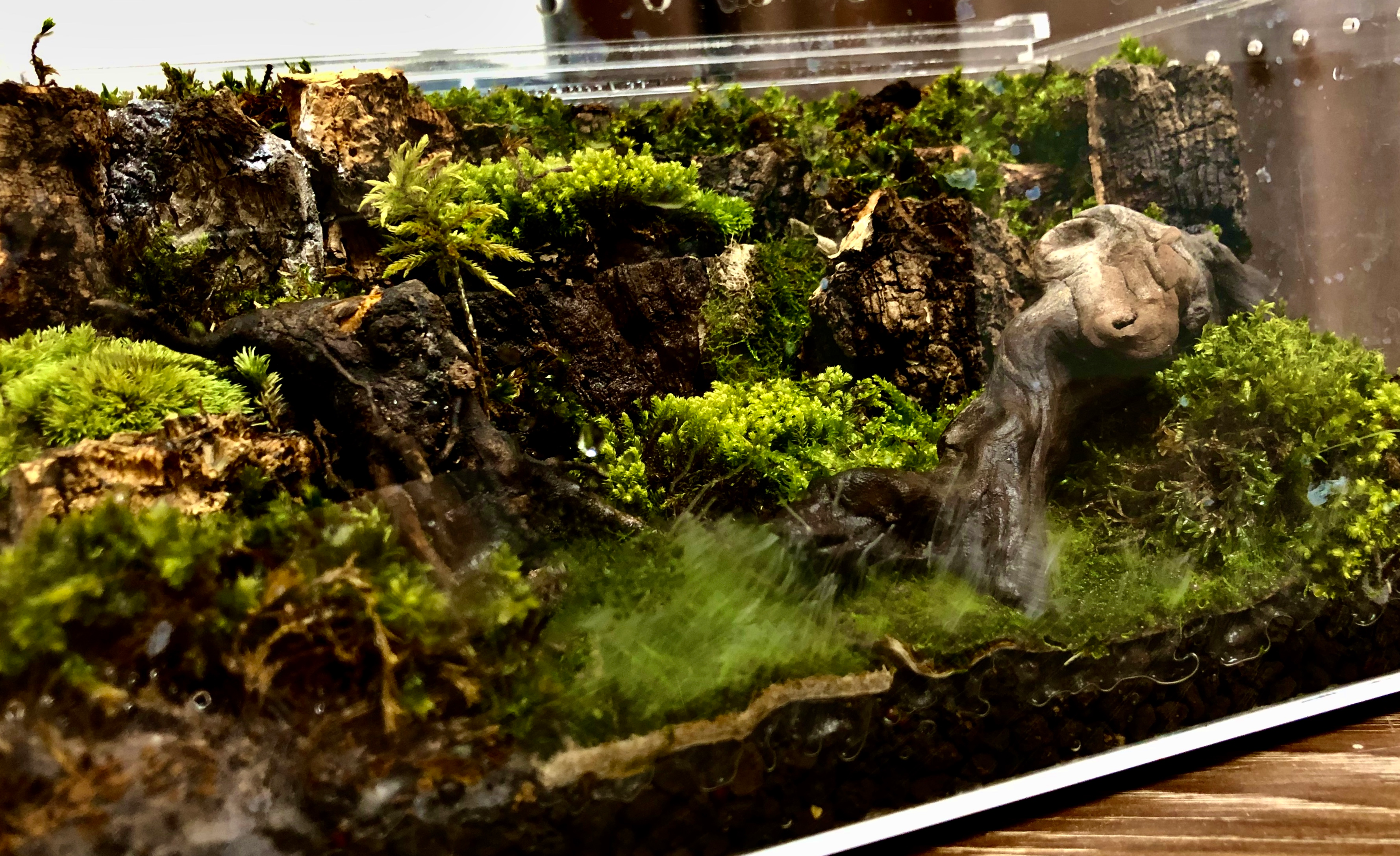 发布于 2020-08-06 11:53 · 3636 次播放苔藓水族饲养水草造景水草