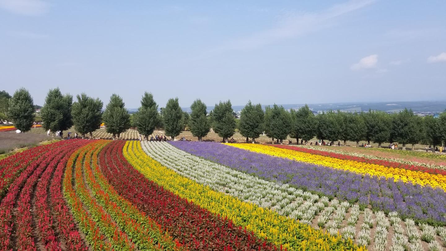 北海道夏日旅行游记 攻略 0 北海道旅游概况 行程简介 花费 知乎