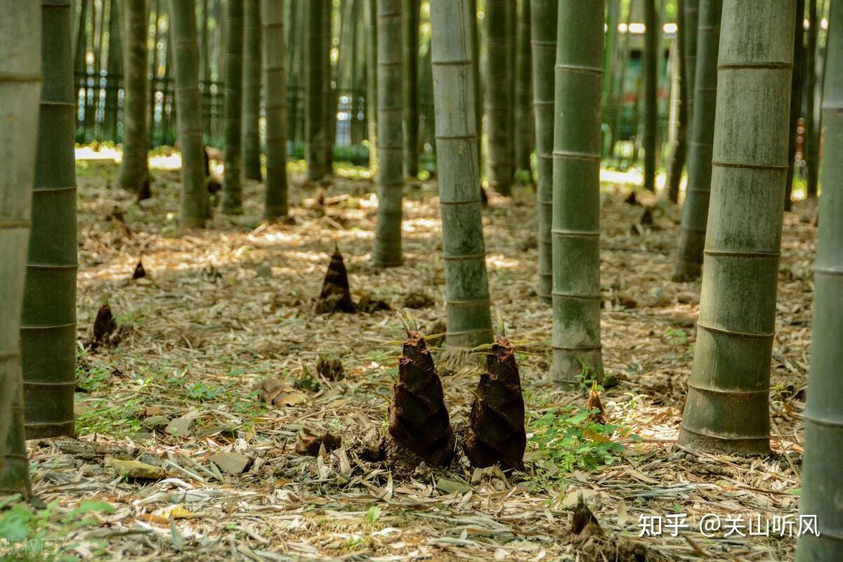 “门前不种柏,院中不种柿,后院不种竹”,这是什么讲究? - 知乎