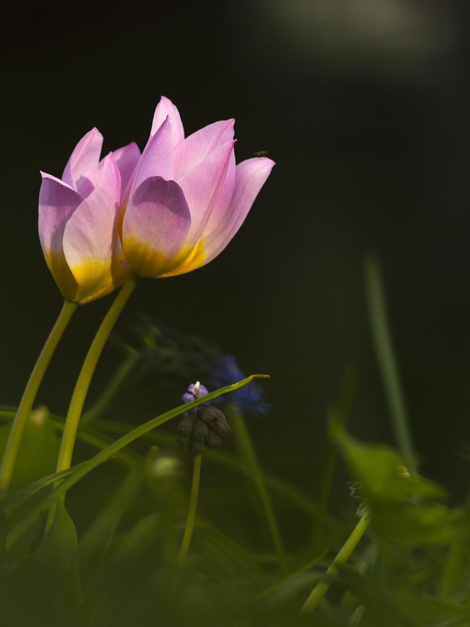 鸟语花香的春天