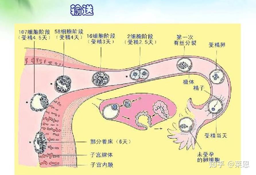 受孕时间表——从卵子到胚胎 - 知乎