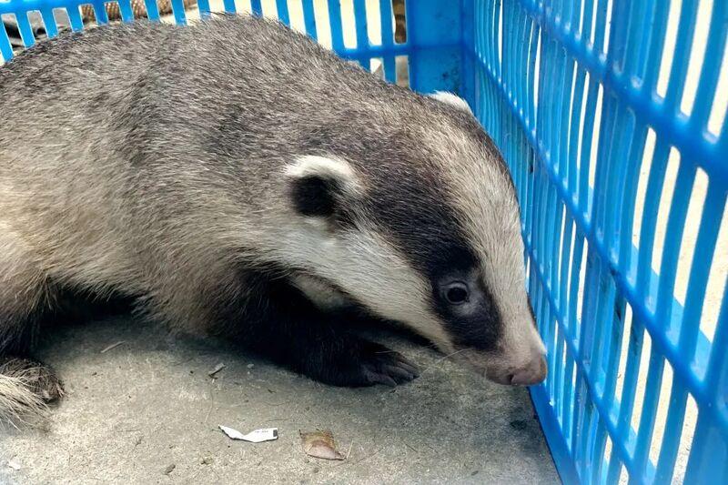 「猹」到底是什麼?