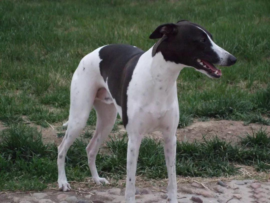 每日一狗· 惠比特犬- 知乎