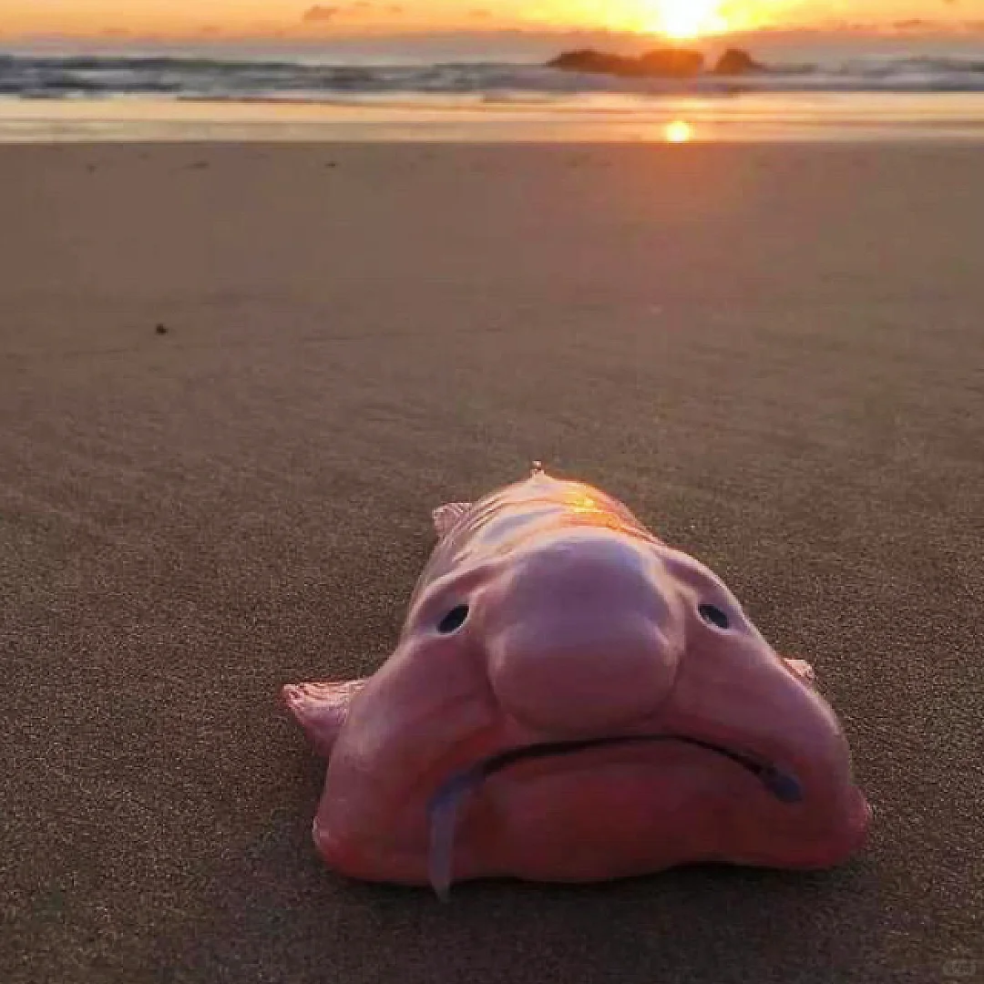 有哪些奇特的海洋生物?
