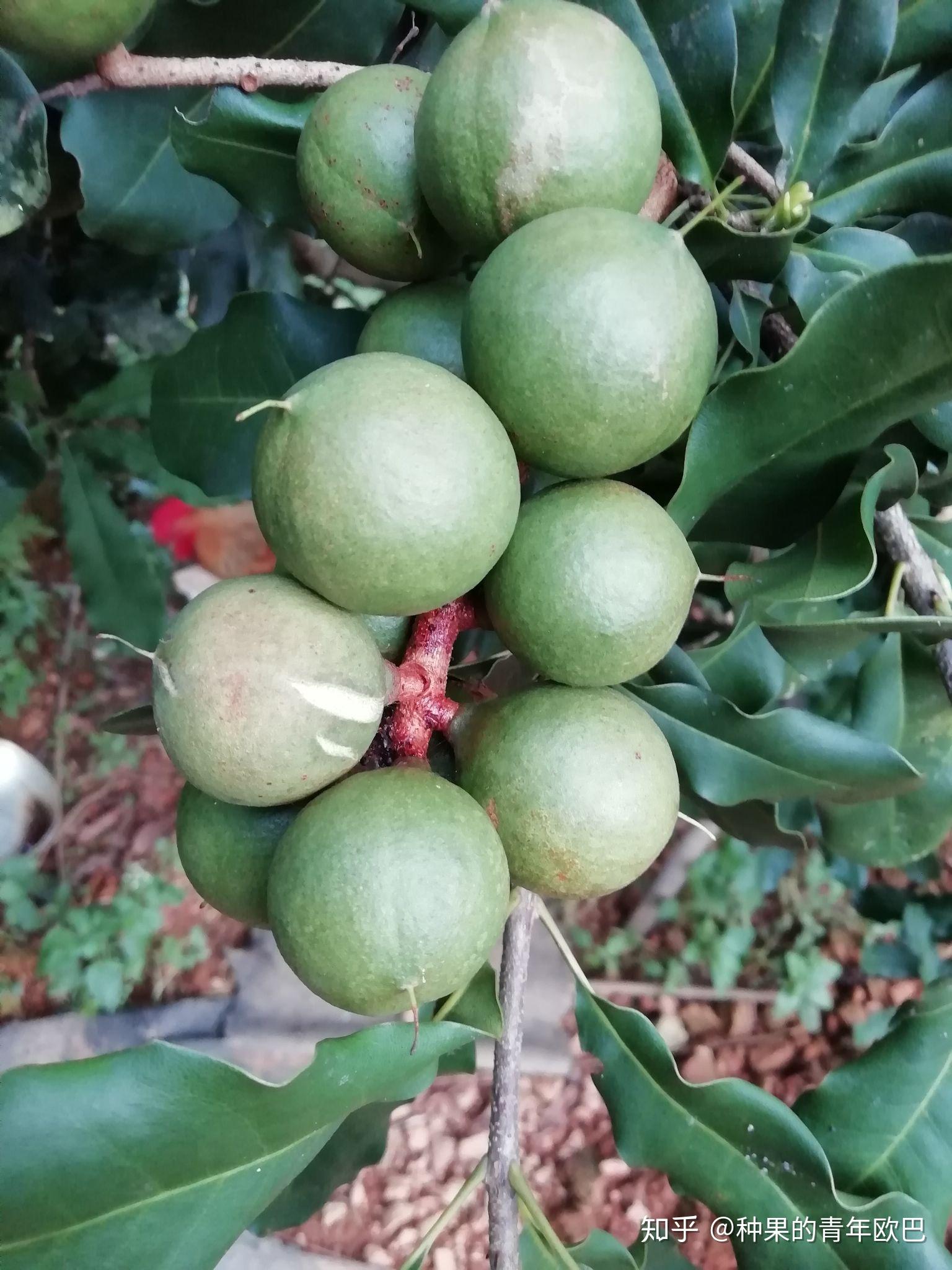 夏威夷果怎么长出来的. - 知乎