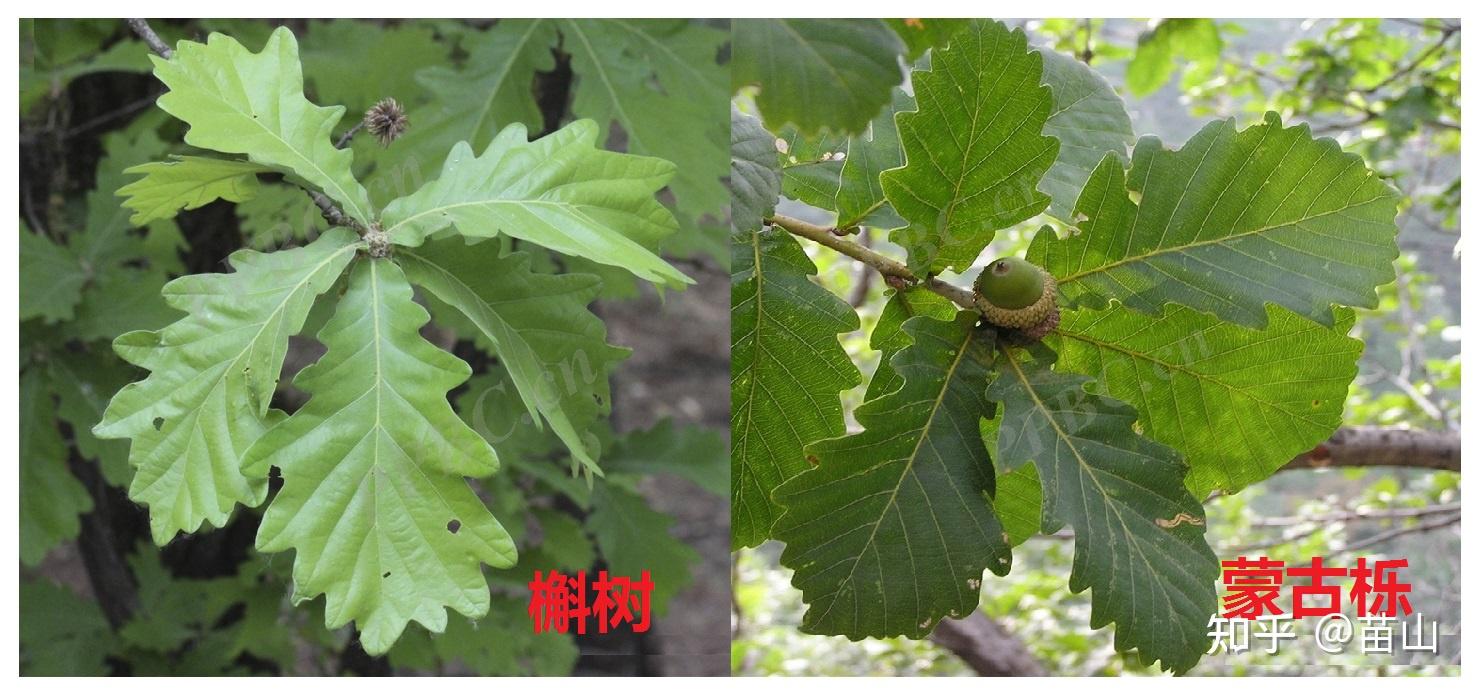 槲树和蒙古栎的叶子怎么区分? - 知乎