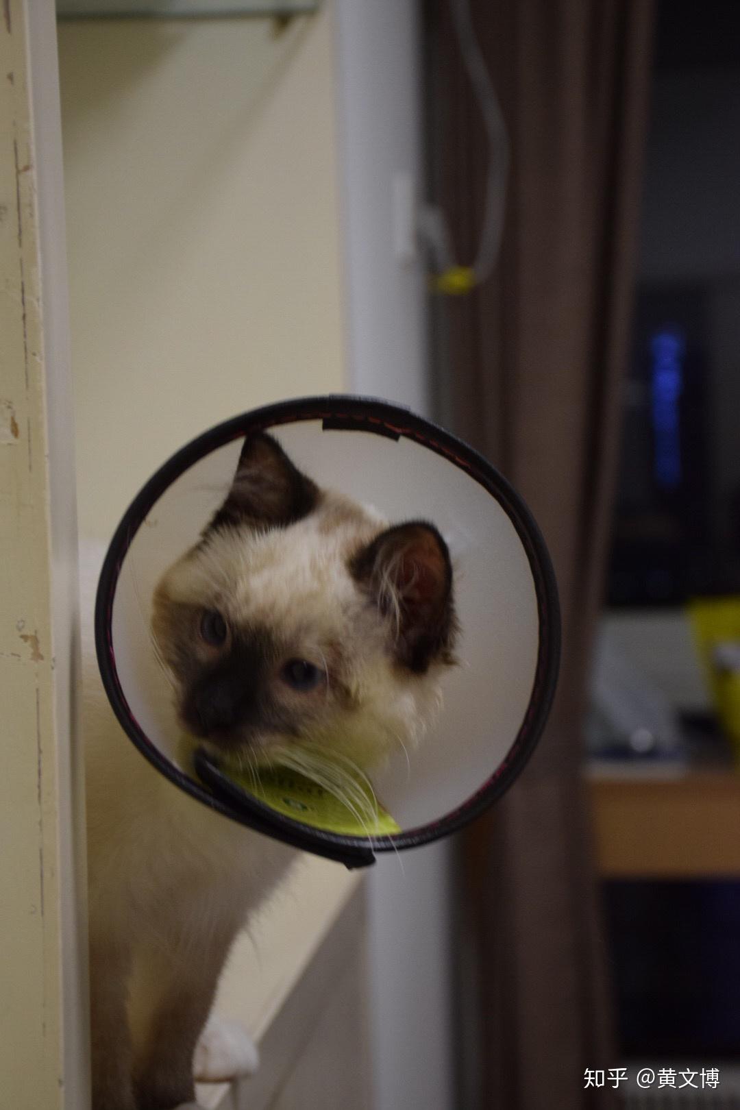 重点色布偶挖煤工黑脸到底有多可爱