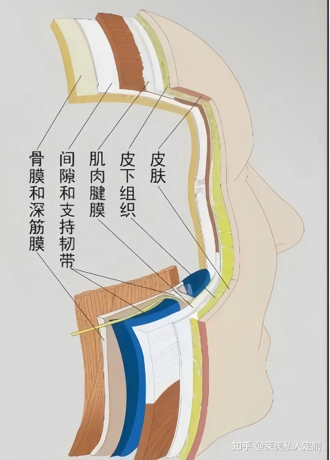 面部皮肤组织解剖层次及埋线(线雕)层次 - 知乎